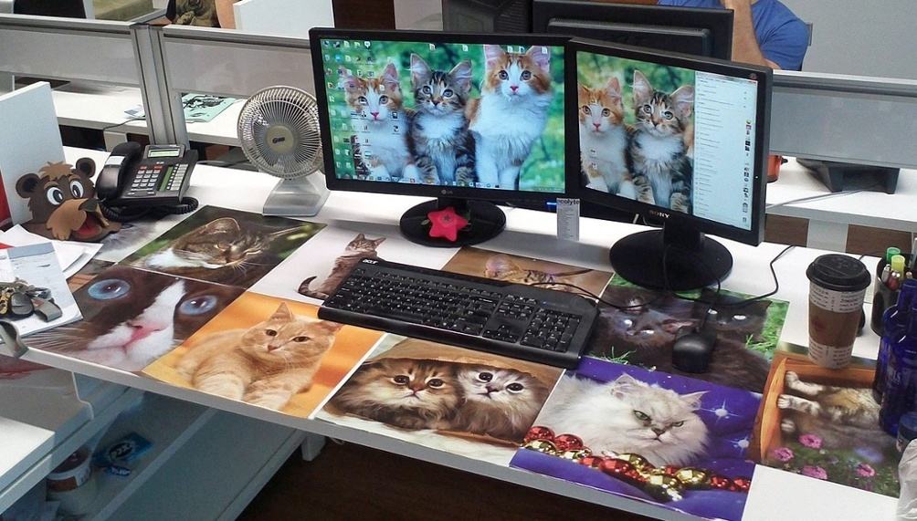 Cat lover April Fools office prank