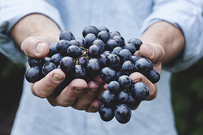 Bunch of grapes