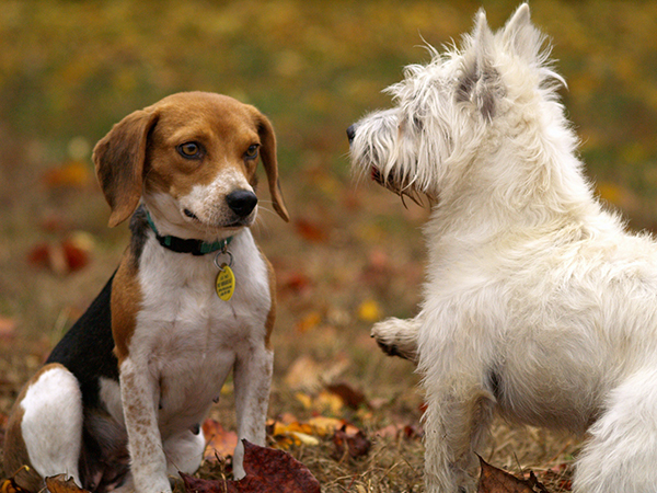 Beagle and terrier dogs