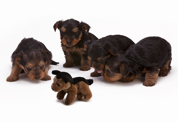 Rottweiler puppies 