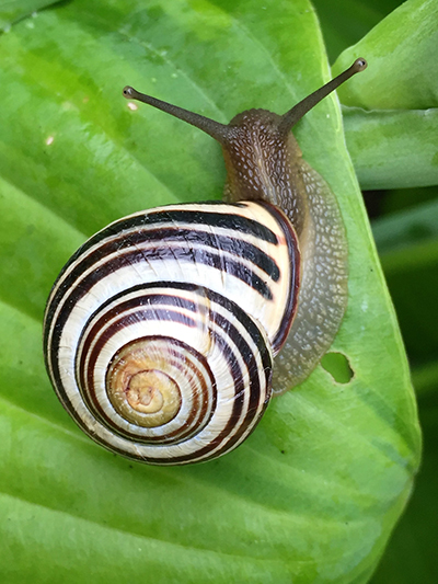 Snail shell